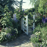 Cottage Garden Planting Around a White Gate with a Brick Path, Delphinium, Viola and Rosa Lámina fotográfica por Ron Evans Cottage Garden Planting Around a White Gate with a Brick Path, Delphinium, Viola and Rosa Lámina fotográfica por Ron Evans