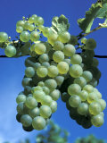 Chardonnay Grapes Hanging on Vine Photographic Print by Fogstock Llc 