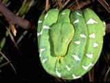 Emerald Tree Boa, Amazon, Ecuador Photographie par Pete Oxford