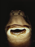 A Close View of the Mouth of a Specimen Cookie Cutter Shark Photographic Print