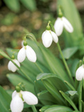 Galanthus "Augustus" (Snowdrop) February Bulb Photographie par Lynn Keddie