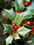 Ilex Latifolia (Lydia Morris) Lámina fotográfica por Mark Bolton Ilex Latifolia (Lydia Morris) Lámina fotográfica por Mark Bolton