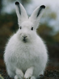 Portrait of a Snowshoe Hare in Its Winter Coat Lámina fotográfica