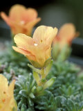 Saxifrage Lámina fotográfica por Lynn Keddie Saxifrage Lámina fotográfica por Lynn Keddie
