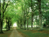 Cranborne Manor, Dorset, UK Fotografie-Druck von Mark Bolton