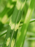 Miscanthus Sinensis "Zebrinus" (Zebra Grass), Perennial Grass Photographic Print by Mark Bolton