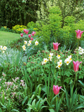 Spring Border with Tulipa "China Pink" Photographie par Zara Mccalmont (napier)