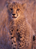 Cheetah, Phinda Reserve, South Africa Photographie par Gavriel Jecan