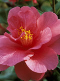 Camellia (Mirage), Shrub Lámina fotográfica por Mark Bolton