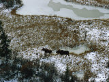 Aerial of a Male and Female Moose Walking Through a Snowy Wetland Photographic Print