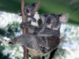 A Mother Koala Proudly Holds Her Ten-Month-Old Baby, Sydney, Australia, November 7, 2002 Reprodukcja zdjęcia autor Russell Mcphedran