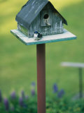 A Tree Swallow Sits on the Front Porch of Its House Photographic Print by Taylor S. Kennedy