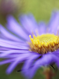 Aster Novae, Angliae "Treasure" Photographie par Lynn Keddie