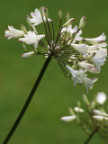 Agapanthus (Bressingham White) Photographie par Mark Bolton