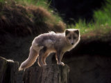 Gray Fox Standing on Stump Lámina fotográfica por Fogstock Llc Gray Fox Standing on Stump Lámina fotográfica por Fogstock Llc