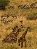 Three Masai Giraffe in Foreground with a Herd of Common Zebras Behind Photographic Print