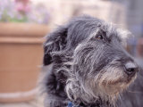 Mixed Breed Dog Photographic Print by Fogstock Llc 