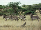 Zebras Pause on the Savannah in the Shaba Game Reserve Photographic Print by Chris Tomlinson