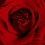 Extreme Close-up of Red Rose Fotoprint van James Guilliam Extreme Close-up of Red Rose Fotoprint van James Guilliam
