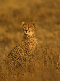 A Young Cheetah Sitting in Grass Illuminated in a Golden Light (Acinonyx Jubatus) Photographie