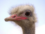 A Young Ostrich on a Farm in Neu Heinde Photographic Print