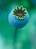 Seedhead of Papaver Somniferum (Poppy), Close-up of Green Seedhead Photographie par Lynn Keddie