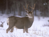 Mule Deer Buck in Winter Photographic Print by Chuck Haney Mule Deer Buck in Winter Photographic Print by Chuck Haney