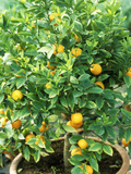 Citrus Mitis in Pot Lámina fotográfica por Michele Lamontagne Citrus Mitis in Pot Lámina fotográfica por Michele Lamontagne