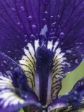 Close View of the Dew-Drenched Petals of an Iris Photographic Print
