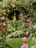 Rose Arch, View to Verbascum & Santolina Fitz House, Wiltshire, Lámina fotográfica por Brian Carter Rose Arch, View to Verbascum & Santolina Fitz House, Wiltshire, Lámina fotográfica por Brian Carter