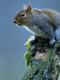 Grey Sqirrel (Sciurus Carolinensis) Adult, Llanidloes, United Kingdom Photographie par Andrew Parkinson