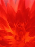 Close-up of Dahlia Flower Photographic Print by Janell Davidson