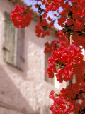 Red Flowers on Main Street, Kardamyli, Messina, Peloponnese, Greece Photographic Print by Walter Bibikow