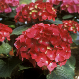 Hydrangea Macrophylla Hydrangea Macrophylla