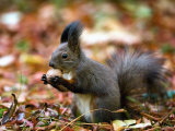 A Squirrel Handles a Nut Received from a Child in a Park in Bucharest, Romania November 6, 2006 Lámina fotográfica por Vadim Ghirda A Squirrel Handles a Nut Received from a Child in a Park in Bucharest, Romania November 6, 2006 Lámina fotográfica por Vadim Ghirda