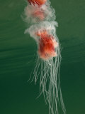 Jellyfish, New Zealand Photographie par Tobias Bernhard