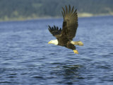 Bald Eagle, with Fish, Montana Photographic Print by Alan And Sandy Carey