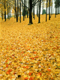 Leaves in Fall Colour on Forest Floor, Pere Marquette State Park Photographic Print by Willard Clay