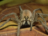 Wolf Spider, Ocala National Forest, Florida Photographic Print by David M. Dennis