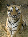 Bengal Tiger, Portrait of Male Tiger, Madhya Pradesh, India Photographic Print by Elliot Neep