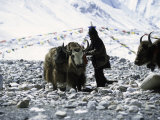 Yaks at Everest Base Camp, Tibet Foto von Michael Brown