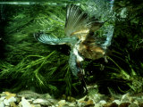 Kingfisher, Underwater Catching Fish, UK Photographie par David Boag