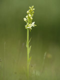Lesser Butterfly Orchid in Grassland, Oxfordshire, UK Photographic Print by Elliot Neep