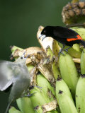 Palm Tanager and Scarlet-Rumped Tanager, Two Birds Fighting on Bananas, Osa Peninsula, Costa Rica Photographie par Roy Toft
