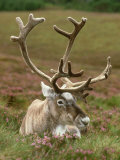 Reindeer, Portrait on Heather, Scotland Lámina fotográfica por Mark Hamblin