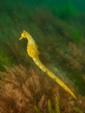 Seahorse, New Zealand Lámina fotográfica por Tobias Bernhard