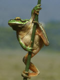 Common Tree Frog, Hyla Arborea, Greece Lámina fotográfica por Mark Hamblin