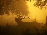 Red Deer, Stag Calling at Dawn, UK Photographic Print by David Tipling Red Deer, Stag Calling at Dawn, UK Photographic Print by David Tipling