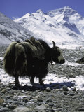 Yaks at Everest Base Camp, Tibet Posters by Michael Brown