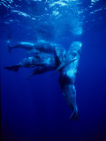 Sperm Whale, Protecting Calf, Portugal Photographic Print by Gerard Soury